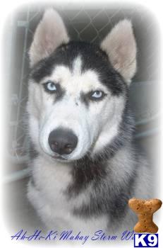 Stud Dogs - Siberian Husky