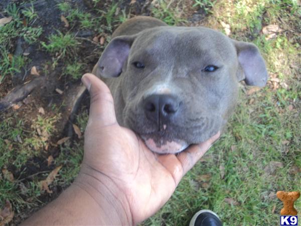 Dogs for Sale in SC
