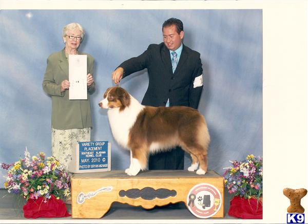 Stud Dogs - Australian Shepherd