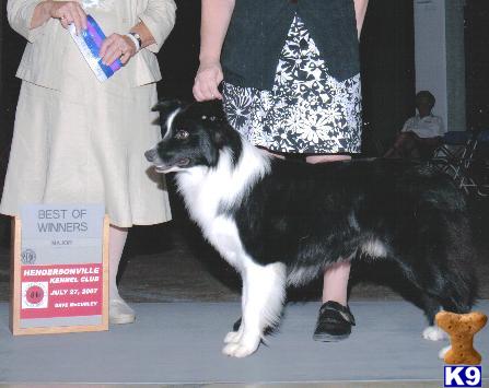Dogs - Border Collie