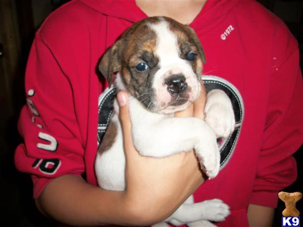 Puppies in CT
