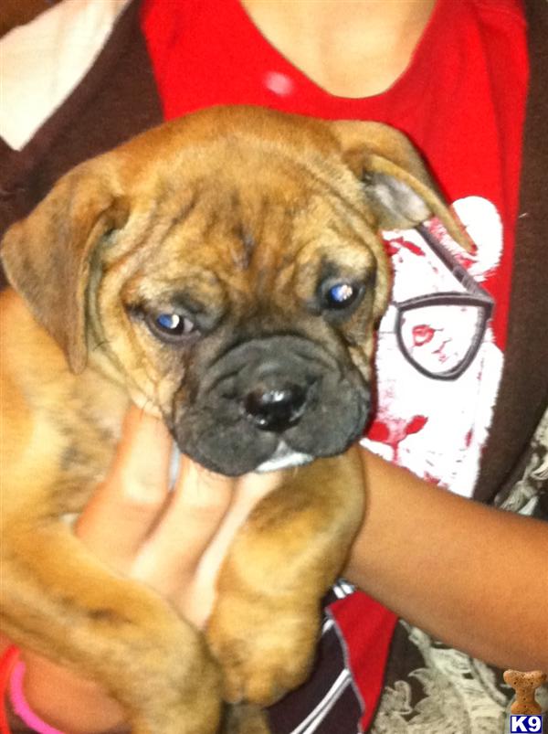 Old English Bulldog Puppies
