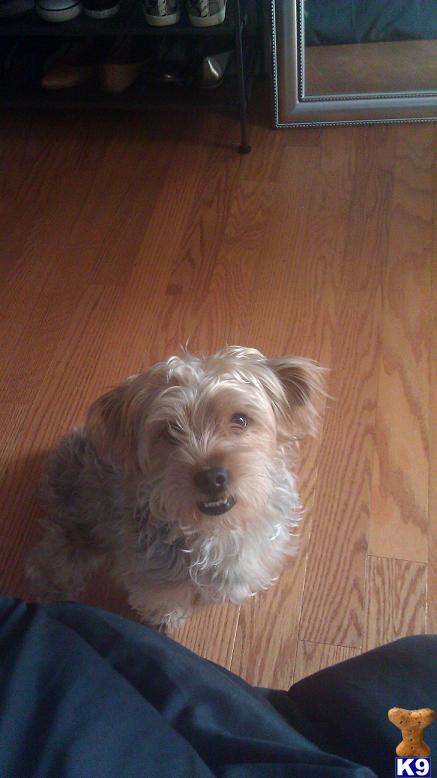 Dogs - Yorkshire Terrier