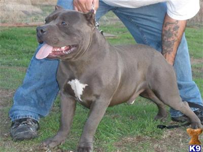 Stud Dogs in CA