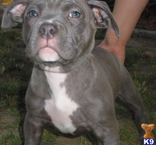 Puppies in Sacramento
