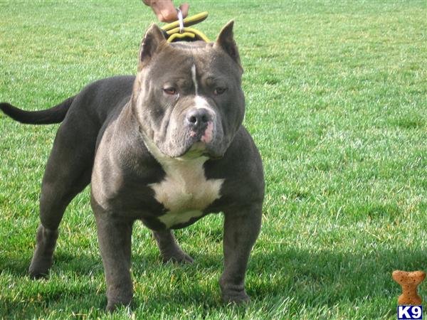Stud Dogs in CA
