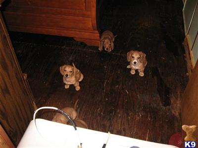 Puppies in Citronelle