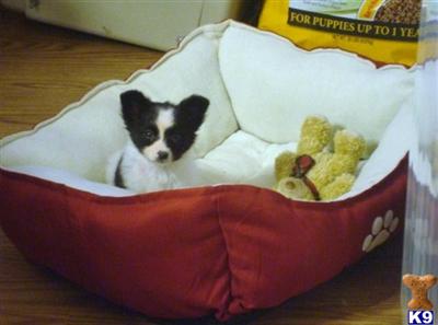 Papillon Puppies for Sale