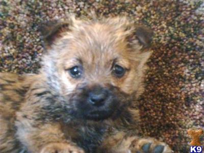 Cairn Terrier Puppies for Sale