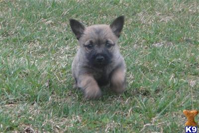 Puppies in KY