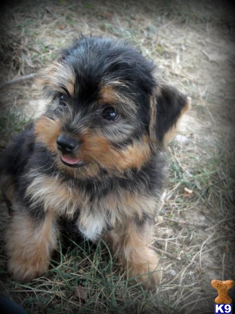 Puppies in Bowling green