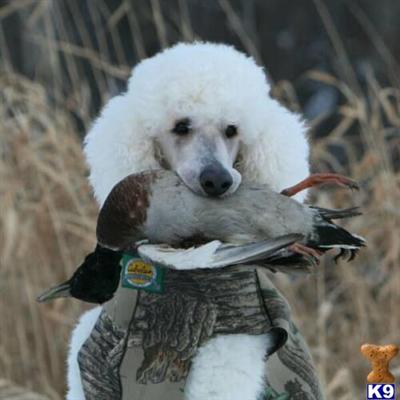 Stud Dogs in MN