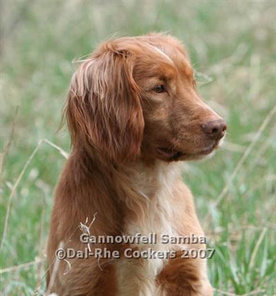 Stud Dogs in MN