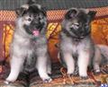 Keeshond