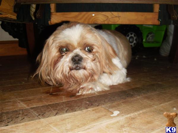 Dogs for Sale in MA