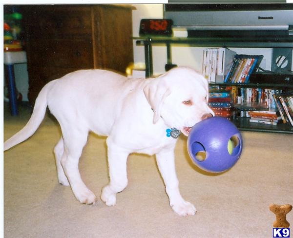 Stud Dogs - Labrador Retriever