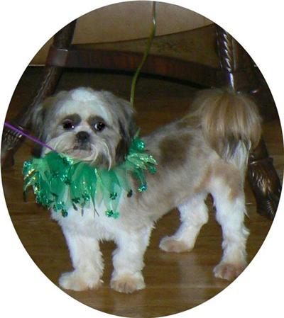 Dogs for Sale in GA