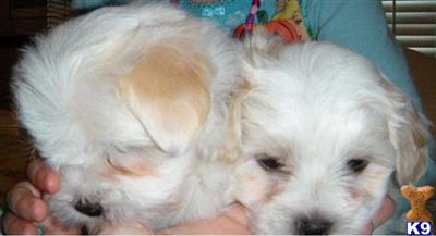 Coton De Tulear Puppies for Sale