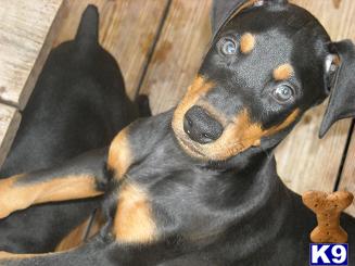 Doberman Pinscher Puppies for Sale