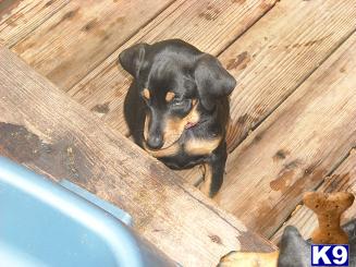 Doberman Pinscher Puppies for Sale