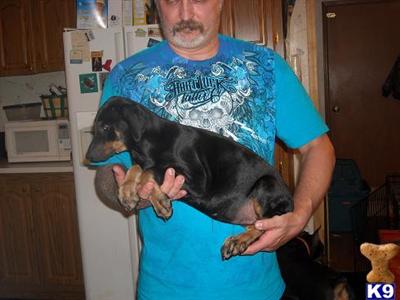 Puppies for Sale