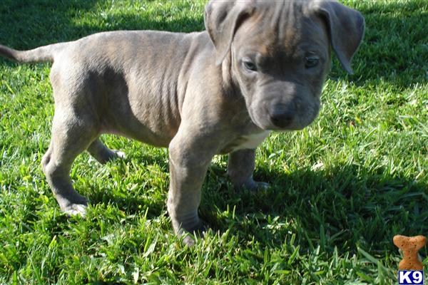 Puppies in CA