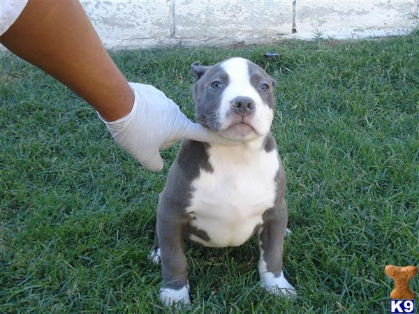 Puppies in CA