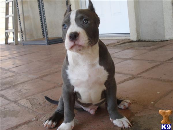 Puppies in CA