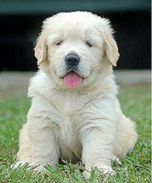 Puppies in Hickory