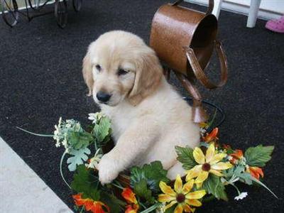 Puppies in Hickory