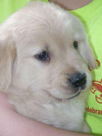 Puppies in Hickory