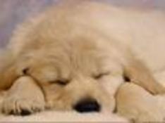 Puppies in Hickory