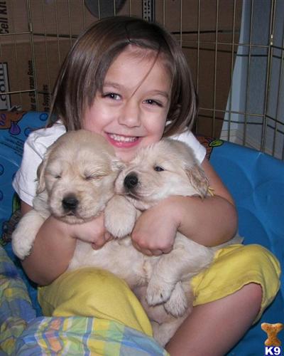 Puppies in Hickory