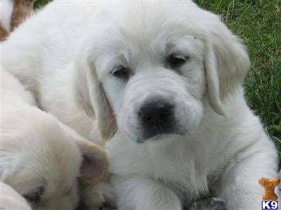 Puppies in Hickory