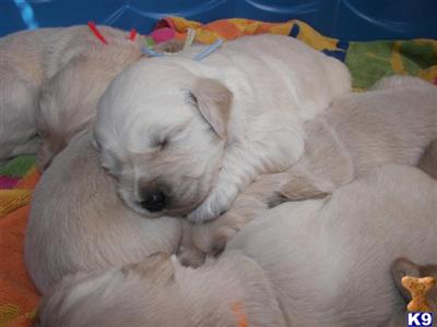 Dogs for Sale in NC