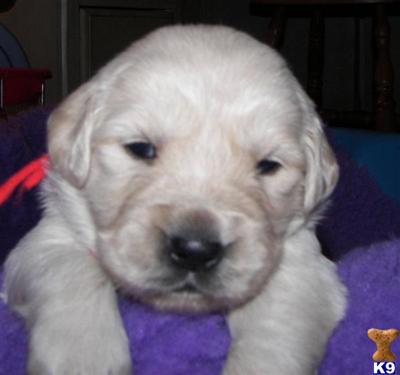 Puppies in Hickory
