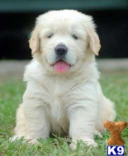Puppies in Hickory