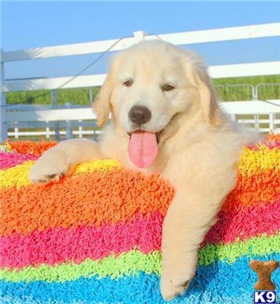 Puppies in Hickory