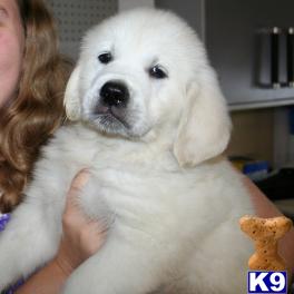 Puppies in Hickory