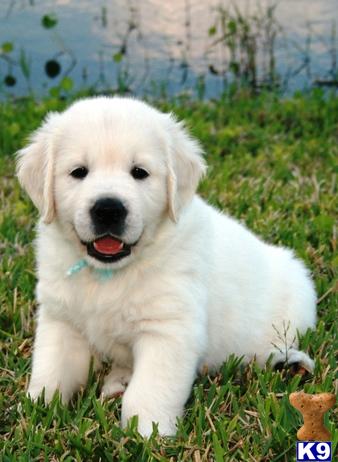 Puppies in Hickory