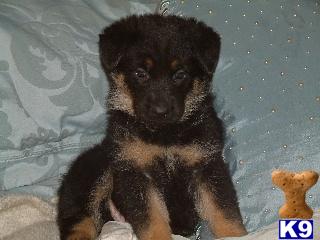 Puppies in Adrian