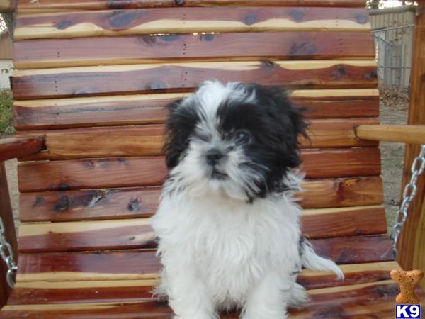 Shih+tzu+puppies+for+sale+in+texas