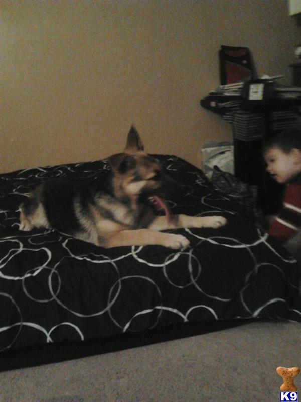 German Shepherd Puppies in OH