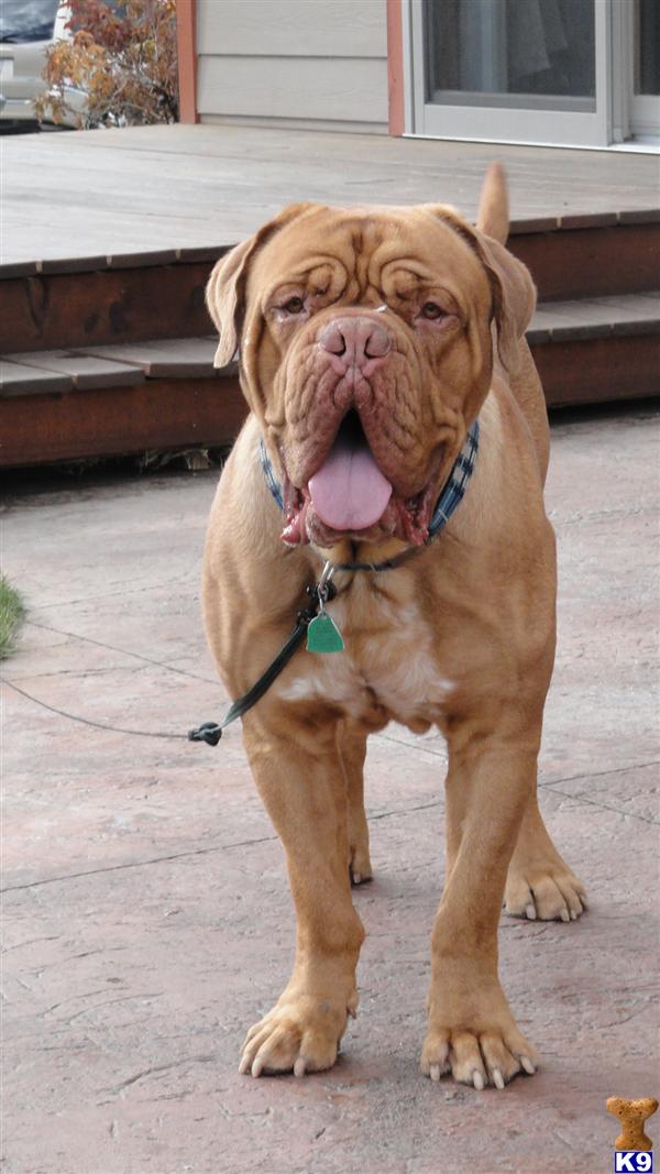 Stud Dogs - Dogue De Bordeaux