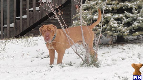 Dogs for Sale in CO