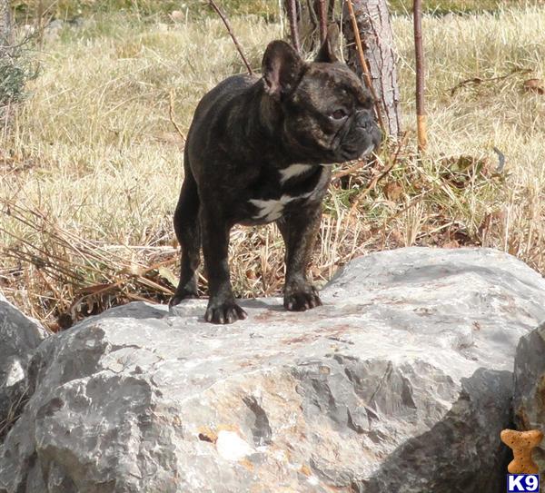 Dogs - French Bulldog