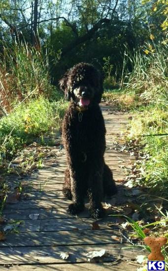 Stud Dogs - Goldendoodles