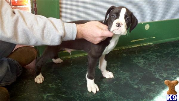 Puppies in KS