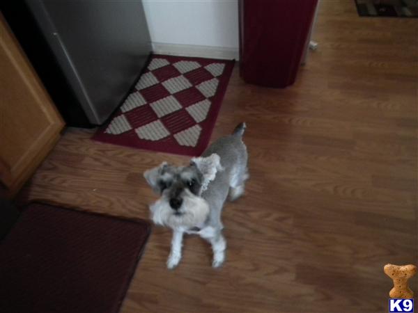 Stud Dogs - Miniature Schnauzer