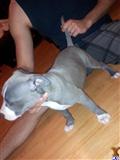 American Pit Bull